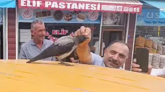 Kasabın şefkatli elleri bir karganın hayatını değiştirdi: Artık dükkânın sadık bir müdavimi