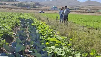Erzurum’da tarlaların kaderini kadınlar değiştiriyor
