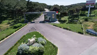 Bandırma'da koyun sağlığını koruyacak bilimsel çalışmaya TÜBİTAK desteği