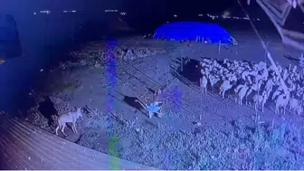 Kars’ta bir kurt gece vakti köy evinin bahçesine girdi