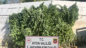 Efeler'de Kenevir Operasyonu Evindeki 250 Kök Bitkiyle Yakalandı
