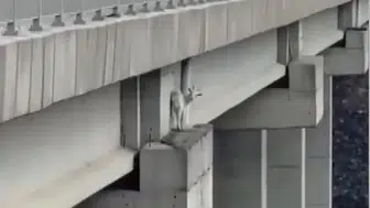 Kuzey Marmara Otoyolu viyadüğünde mahsur kalan keçi kurtarıldı