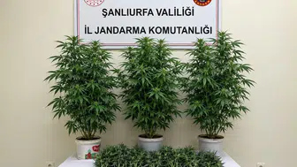 Bozova kırsalındaki operasyonda 13 kök kenevir bulundu