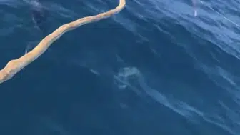 Bartın açıklarında balıkçıya sürpriz yol arkadaşları