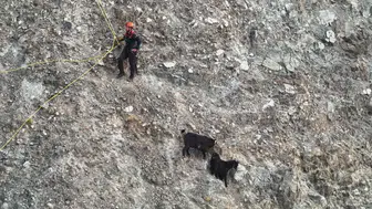 Hatay'da dağda mahsur kalan keçiler için seferberlik 2 saatlik çalışmayla kurtarıldılar