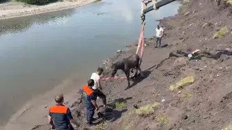 Çamura saplanan atı AFAD vinçle kurtardı