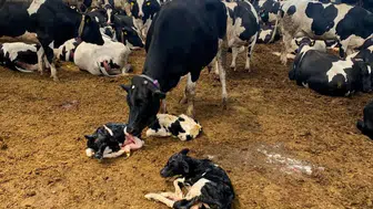 Kırklareli'de nadir görülen üçüz doğum heyecanı