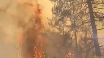 Alanya ormanlarında öğle saatlerinde yangın paniği
