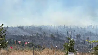 Gebze’de orman yangını paniği