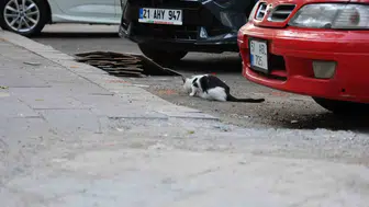 Kediler kuduz bulaştırır mı? Uzmanından hayati uyarılar?
