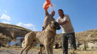Sivaslı Kangallar sıcak havalarda zor anlar yaşıyor