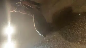 Samandağ sahilinde yolunu kaybeden caretta caretta kurtarıldı