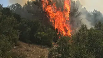 Menteşe ormanlarında yangın paniği yaşanıyor