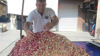 Fıstıkta yeni sezon açıldı, ilk fiyat 700 lira