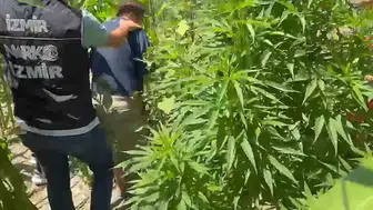 Urla’da tarlaya gizlenen uyuşturucuya baskın