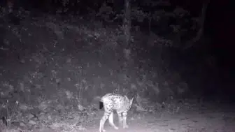 Çankırı ormanlarında nadir görülen hayalet görüntülendi