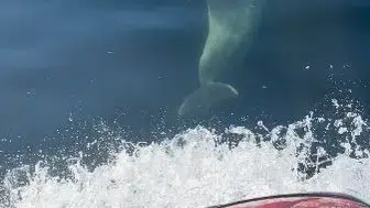 Jet skiye eşlik eden yunusların keyfi kamerada