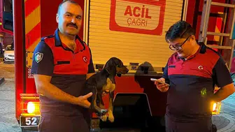 Ordu’da bir köpek depoya sıkıştı