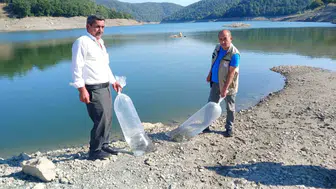 Orhaneli göletlerine 1 milyon yavru sazan bırakıldı