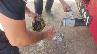 Alevlerin ortasında yaşam mücadelesi: Toprağa gömülen kaplumbağayı ekipler fark etti