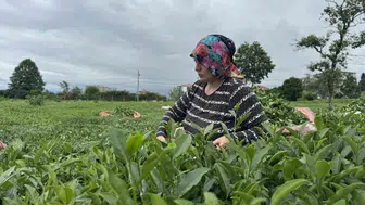 Rize’de çay hasadı sürüyor 169 bin ton çay toplandı