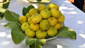 Aydın’ın inciri dünya sofralarına yolculuğuna başladı