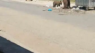 Edirne Meriç köylerinde ayı paniği yaşanıyor