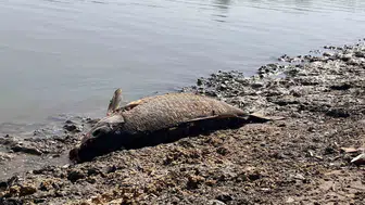 Hayrabolu'da gölet kurudu, balıklar oksijensiz kaldı