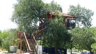 150 yıllık dev meşenin tepesinde bir yaşam Dalların arasından geçen ev