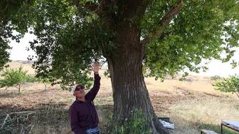 300 yıllık dev kavak, yaylanın gölgesi ve hafızası