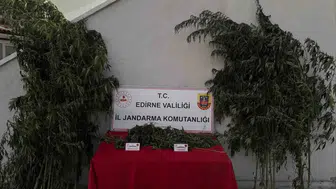 Jandarma kamu arazisindeki keneviri sularken yakaladı