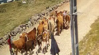 Ağrı'da çalınan hayvanların 15'i Doğubayazıt kırsalında yakalandı
