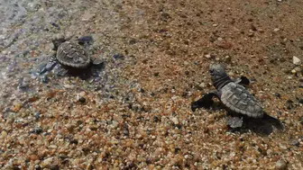 504 yavru caretta denizle buluştu, Kuşadası'nda ilk çıkışlar başladı