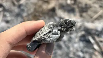 Antalya sahillerinde yakılan ateş yavru caretta carettayı öldürdü