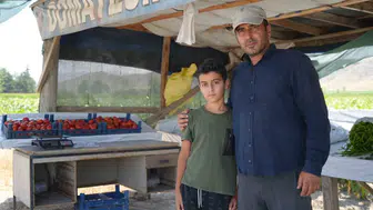 Ankara'da Ayaş domatesi hasadı başladı
