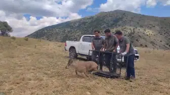 Bayburt'ta yaralı yaban keçisi sağlığına kavuşup doğaya döndü