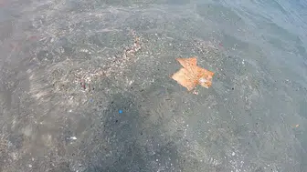 Antalya sahillerindeki gizli tehlike Mikroplastikler sofranıza kadar geliyor