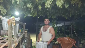 Manisa'da üzüm üreticisi pazara yetişmek için gece bağa girdi