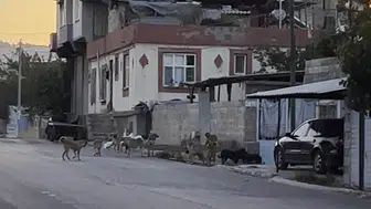 Güllük Mahallesi'nde sürü halinde dolaşan köpekler tedirgin etti