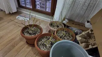 Kastamonu'da bir evde kurulan uyuşturucu fabrikası polis baskınıyla dağıtıldı