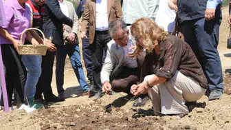 Dünyanın en pahalı baharatı için Safranbolu'da mesai başladı