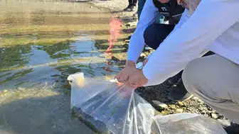 Bilecik’in sularına 512 bin yeni sazan bırakıldı