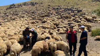 Şırnak yaylalarında sürü sağlığı için kapsamlı saha seferberliği Aşıdan kimliklendirmeye tüm adımlar tamam