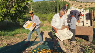 Malatyalı kayısı üreticisi TMO’dan müdahale bekliyor