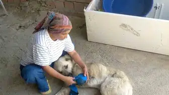 Antalya’da çoban köpeğine vahşi saldırı