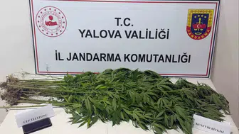 Jandarma Yalova'da 3 şüpheliyi yakaladı, 40 kök kenevir buldu