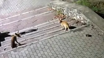 Bursa'da parkın ortasında sıra dışı dostluk