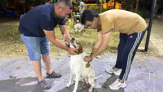 Sarıgöl'de av köpekleri için kuduz aşısı dönemi