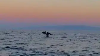 Şarköy kıyılarında yunusların şovuna denk gelen vatandaşlar o anları kaydetti