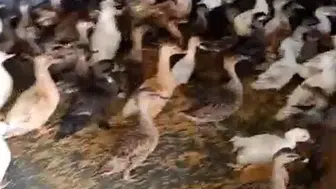 Enez operasyonunda 257 yabani kuş kurtarıldı